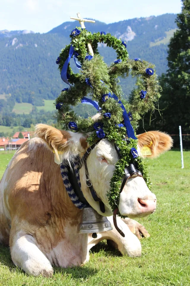 Geschmückte Kuh beim Almabtrieb