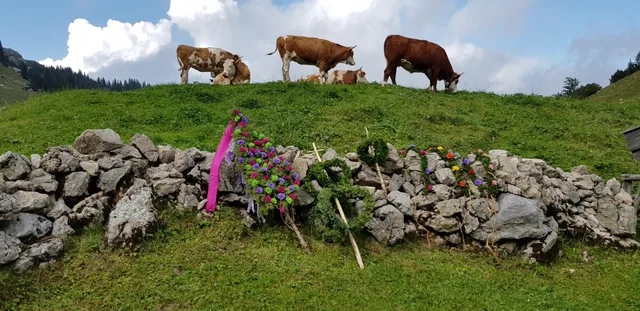 Kühe auf der Almweide hinter der Steinmauer