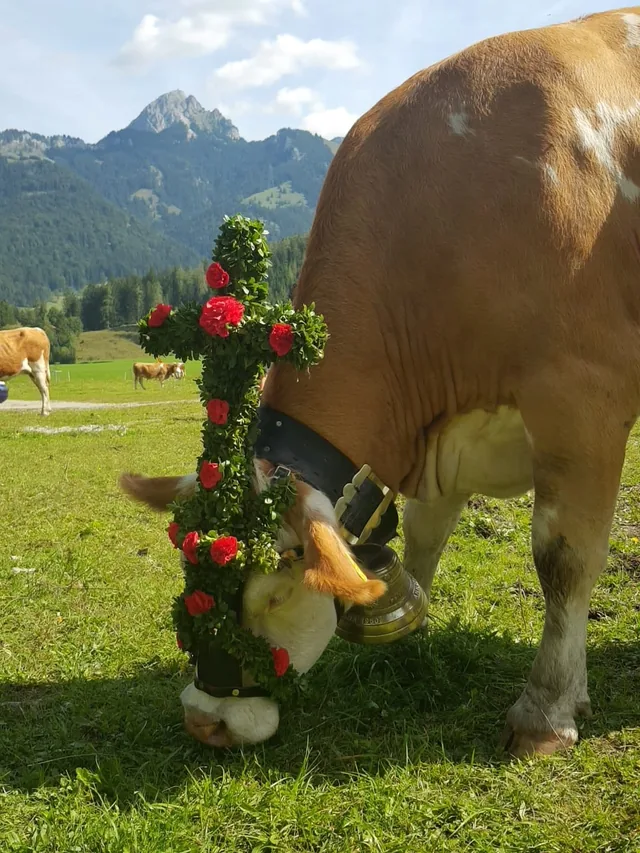 Geschmückte Kuh vor der Rotwand