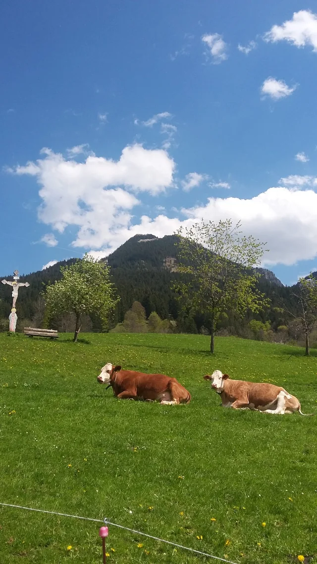 Unsere Kühe auf der Weide vor den Bergen