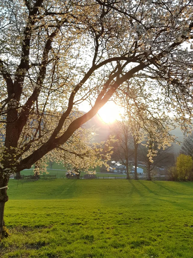 Abendsonne hinter dem Obstbaum